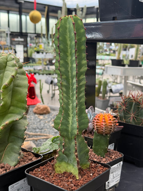 Euphorbia confinalis