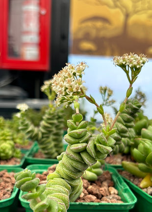 Crassula marnieriana