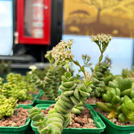 Crassula marnieriana
