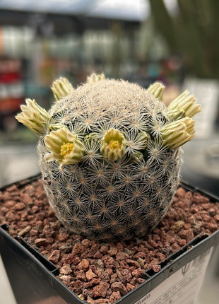 Mammillaria lasiacantha var. nackt