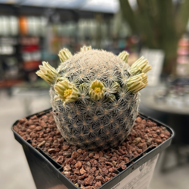 Mammillaria lasiacantha