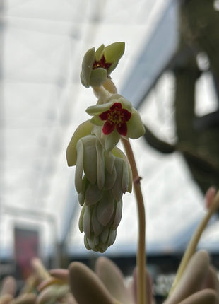 Pachysedum ´Captain Jessop´