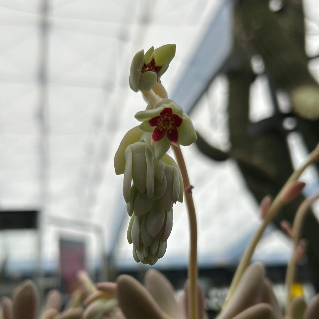 Pachysedum „Ganzhou“