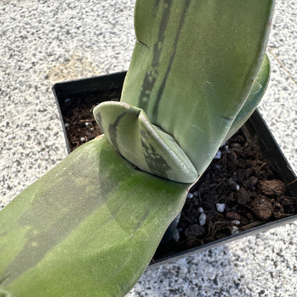 Gasteria 'Araiso no Matsu' | Gasteria Pinheiros da Costa Rochosa