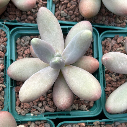Pachyphytum saltense