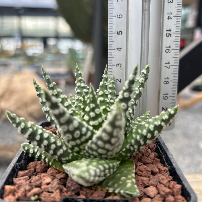 Tulista pumila 'Donuts' compact