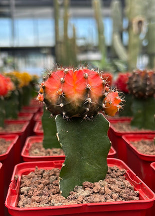 Grafted Gymnocalycium mihanovichii