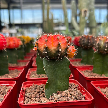 Grafted Gymnocalycium mihanovichii
