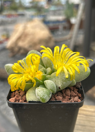 Glottiphyllum nelii
