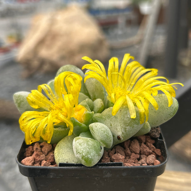 Glottiphyllum nelii