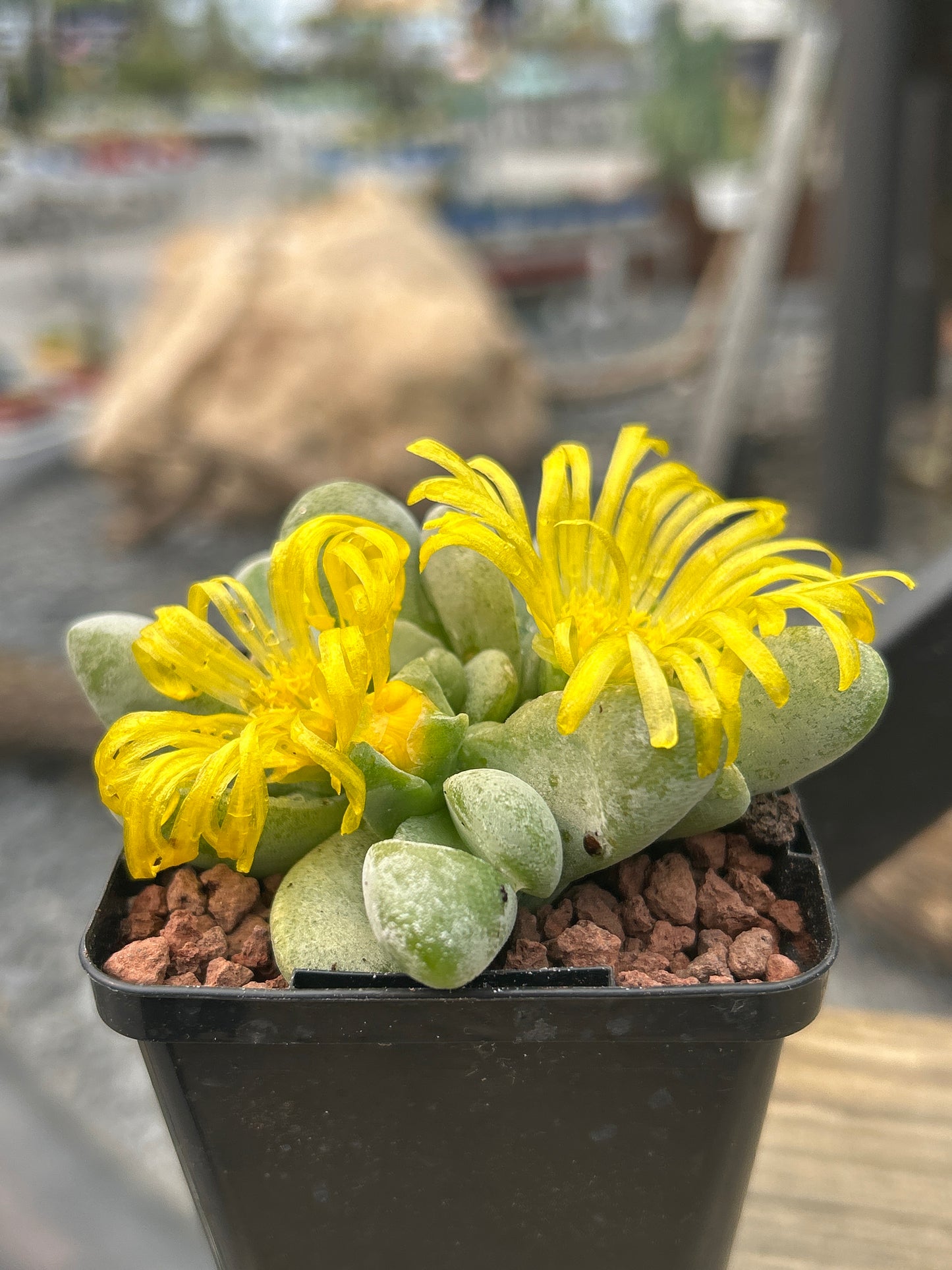 Glottiphyllum nelii