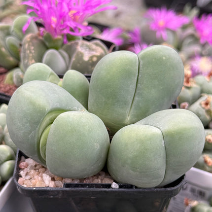 Gibbaeum heathii