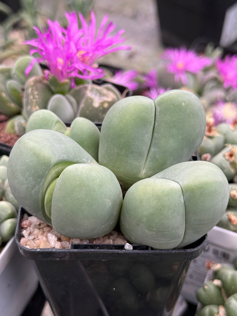 Gibbaeum heathii