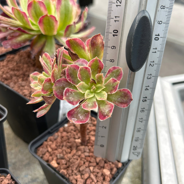 Aeonium 'Mardi Gras'