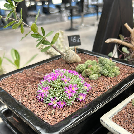 Zusammensetzung Aizoaceae + Fockea edulis