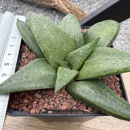 Haworthia 'Hayashi'