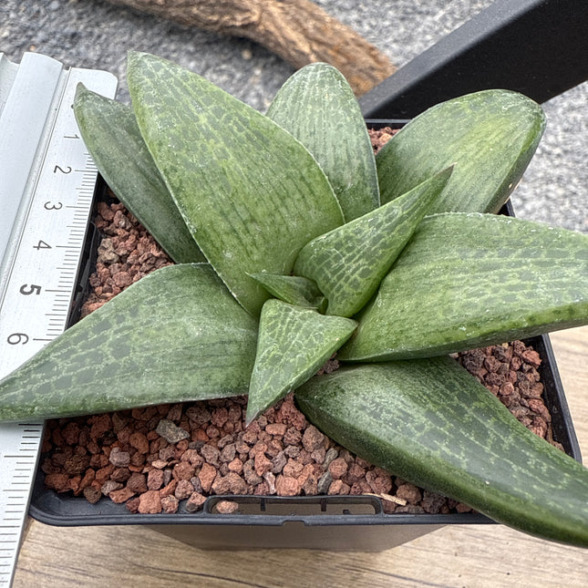 Haworthia 'Hayashi'