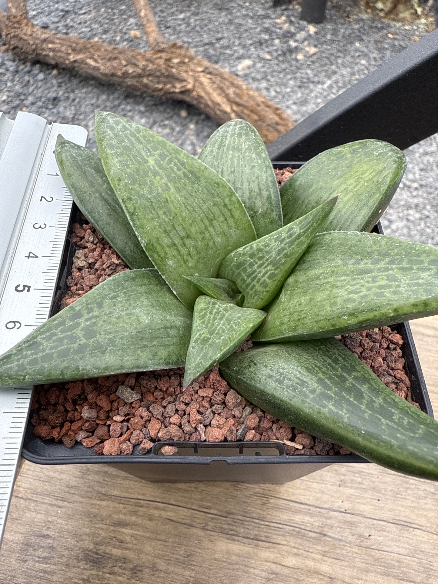 Haworthia ‘Hayashi’