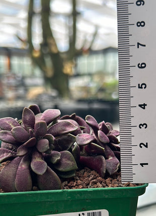 Anacampseros cv. Sunrise