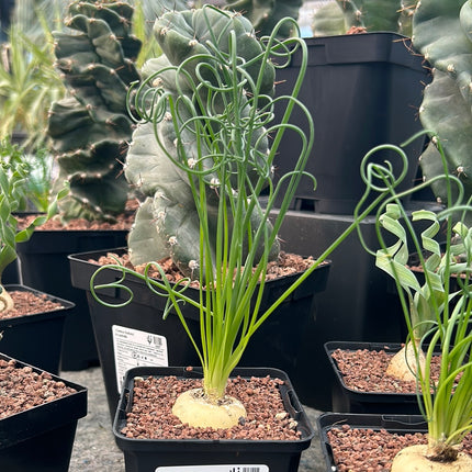 Albuca spiralis
