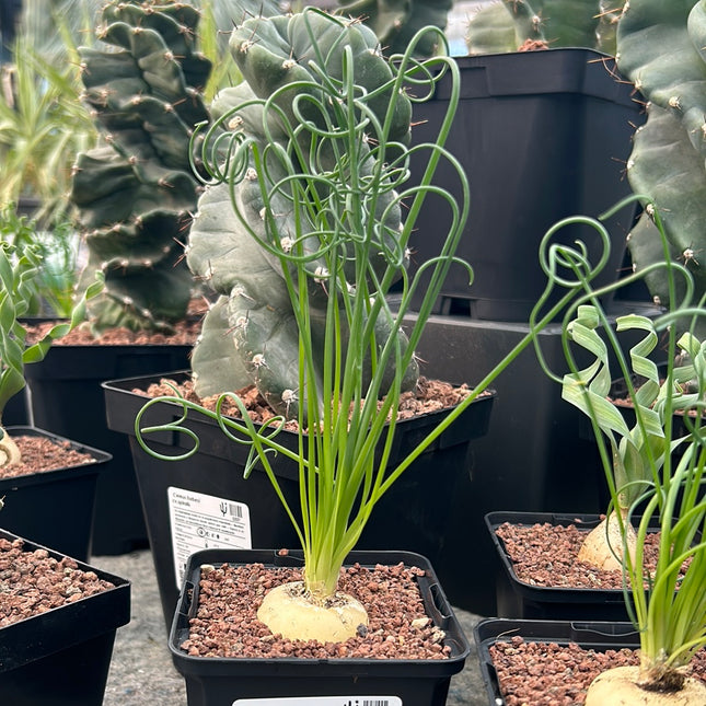 Albuca spiralis