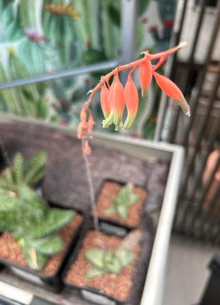 Gasteria vlokii