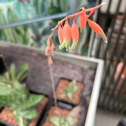 Gasteria vlokii