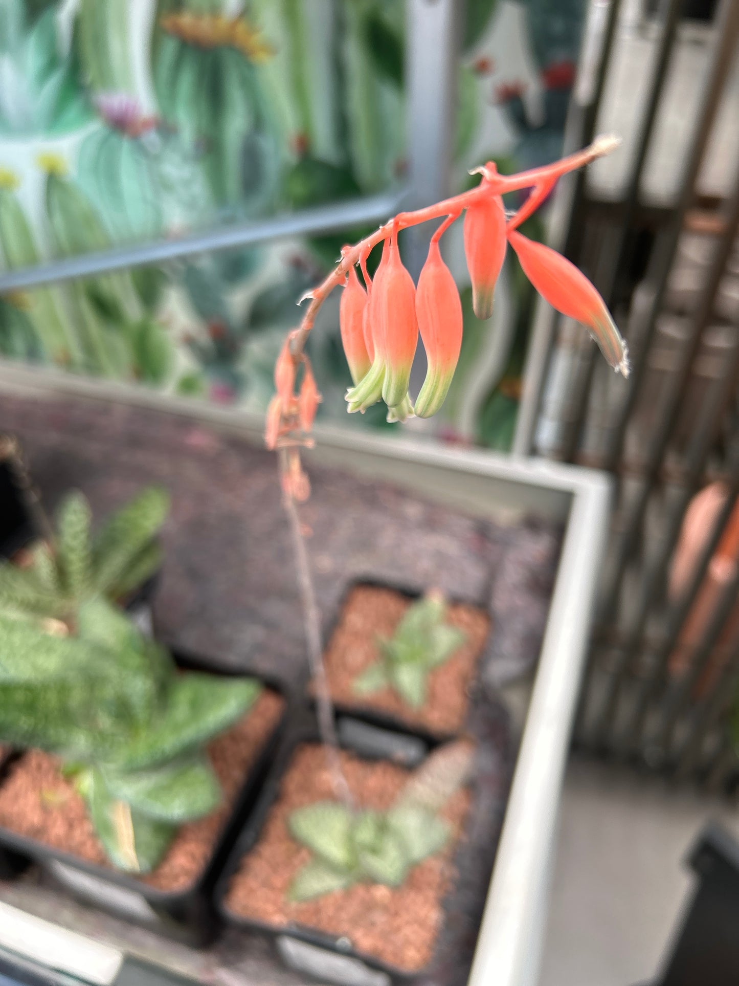 Gasteria vlokii