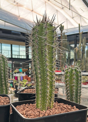 Pachycereus pecten-aboriginum