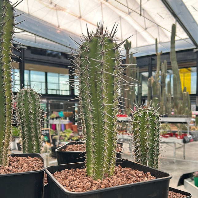 Pachycereus pecten-aboriginum