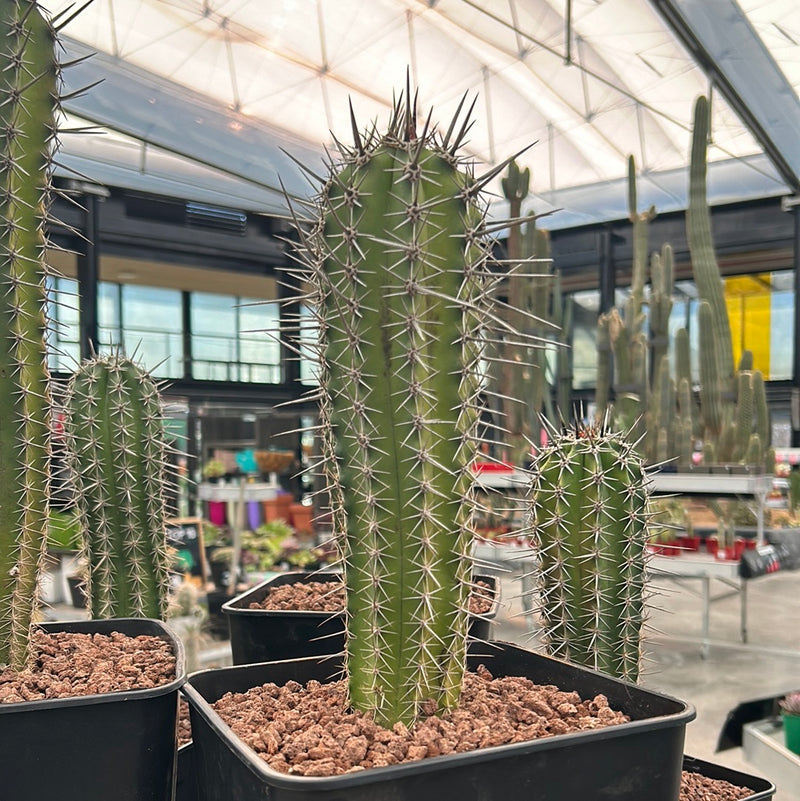 Pachycereus pecten-aboriginum