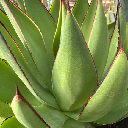 Agave lophanta f. quadricolor | Maguey Mezortillo