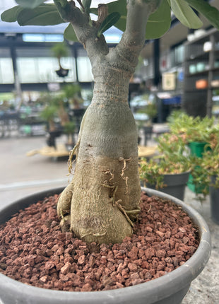 Adenium obesum multiflorum