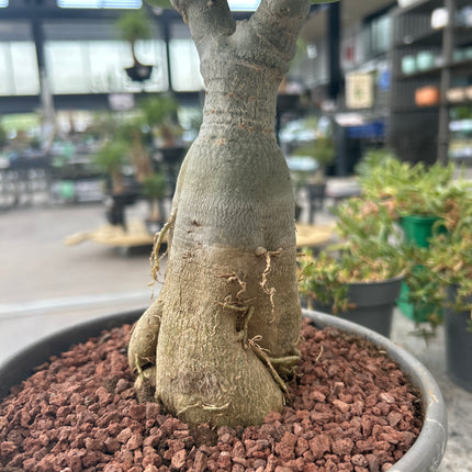 Adenium obesum multiflorum