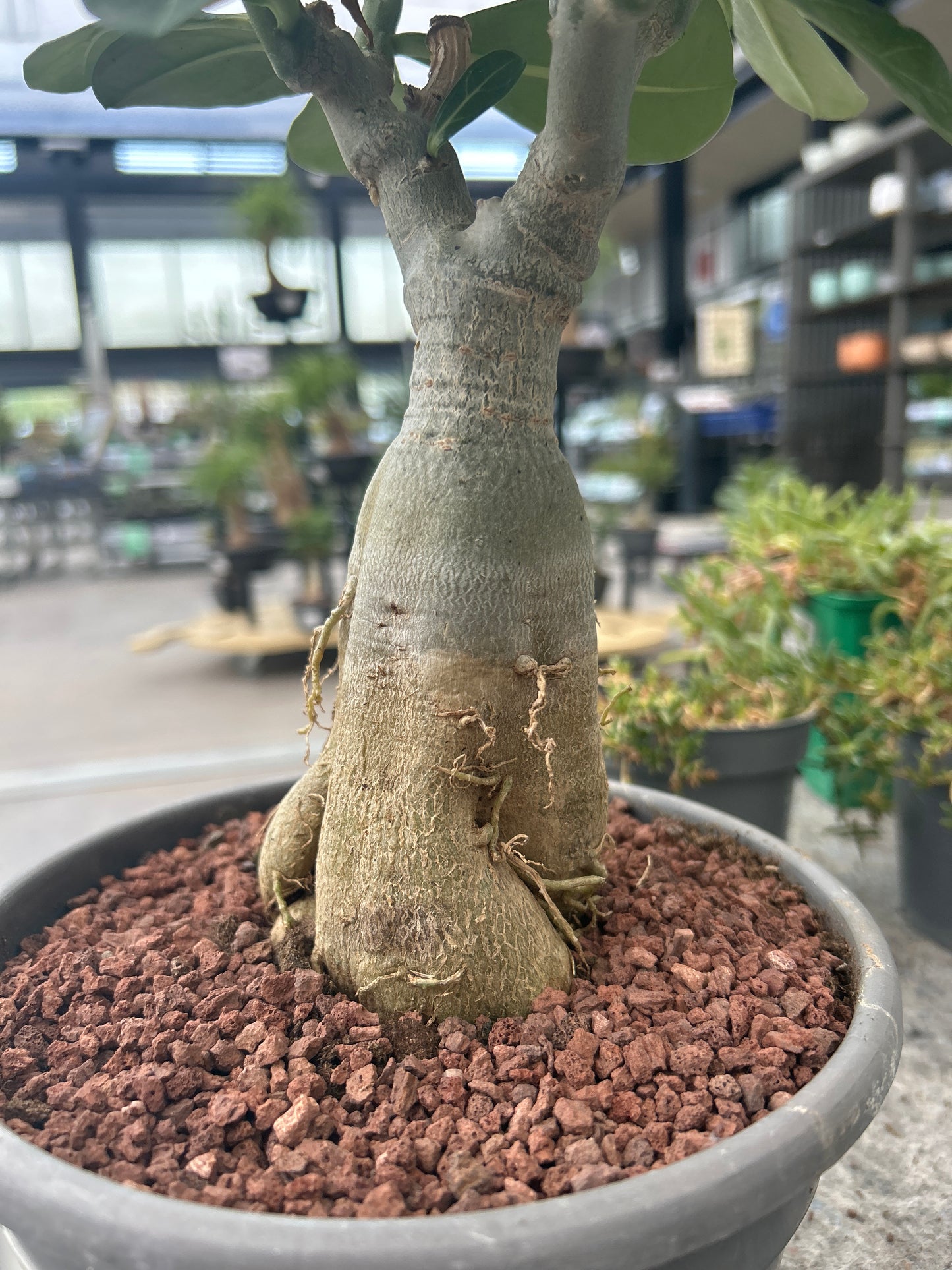 Adenium obesum multiflorum