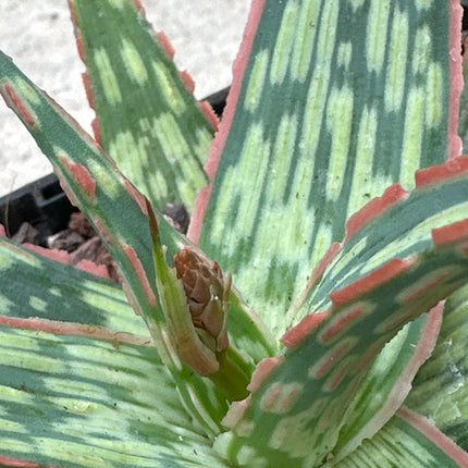 Aloe 'Krakatoa’ | Aloe híbrido de KG. Aloe Dragón de fuego