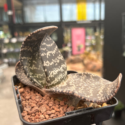 Gasteria brachyphylla var. bayeri