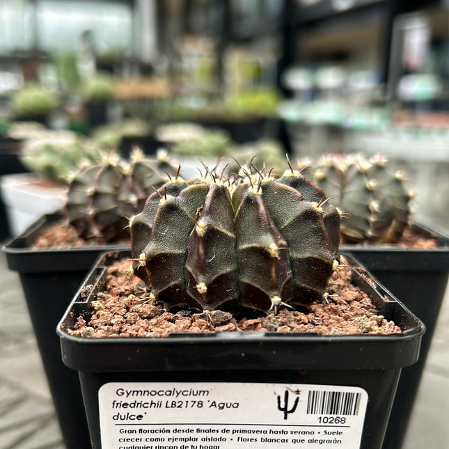 Gymnocalycium X Friedrichii LB2178 “Agua Dulce”
