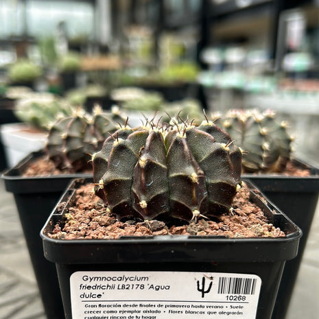 Gymnocalycium x Friedrichii LB2178 “Agua Dulce”