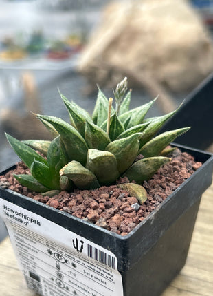 Haworthiopsis 'Metarika'