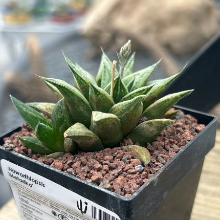 Haworthiopsis 'Metarika'
