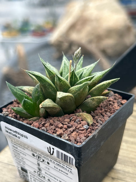 Haworthia 'Metarica'