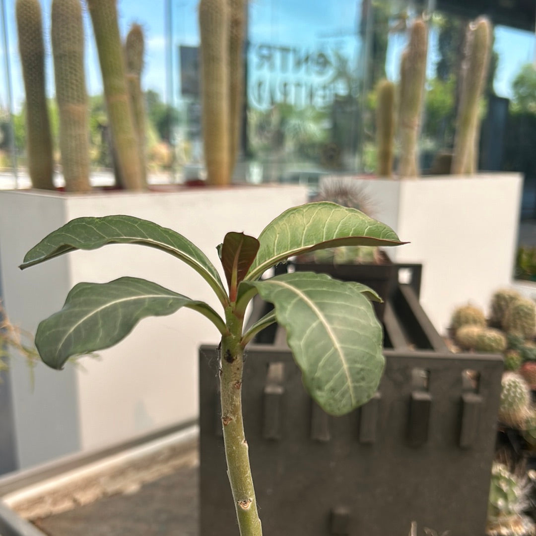 Adenium obesum