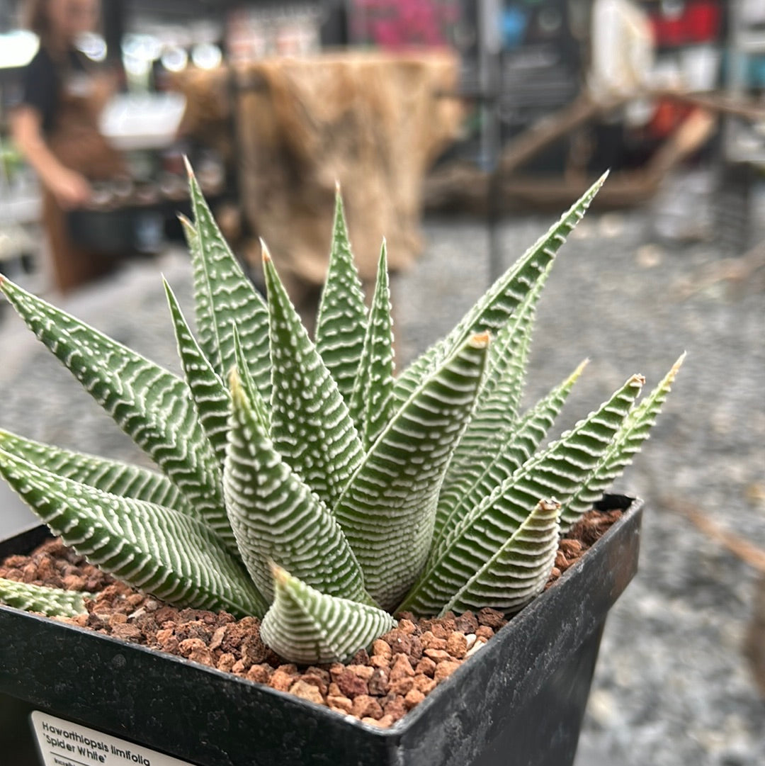 spider succulent plant Haworthiopsis limifolia 'Spider White' – DesertSTORE.es