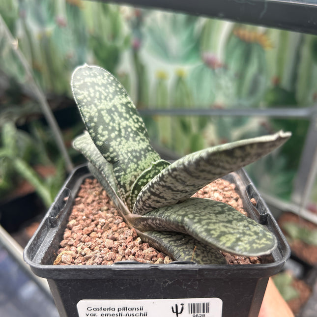 Gasteria pillansii var. ernesti-ruschii