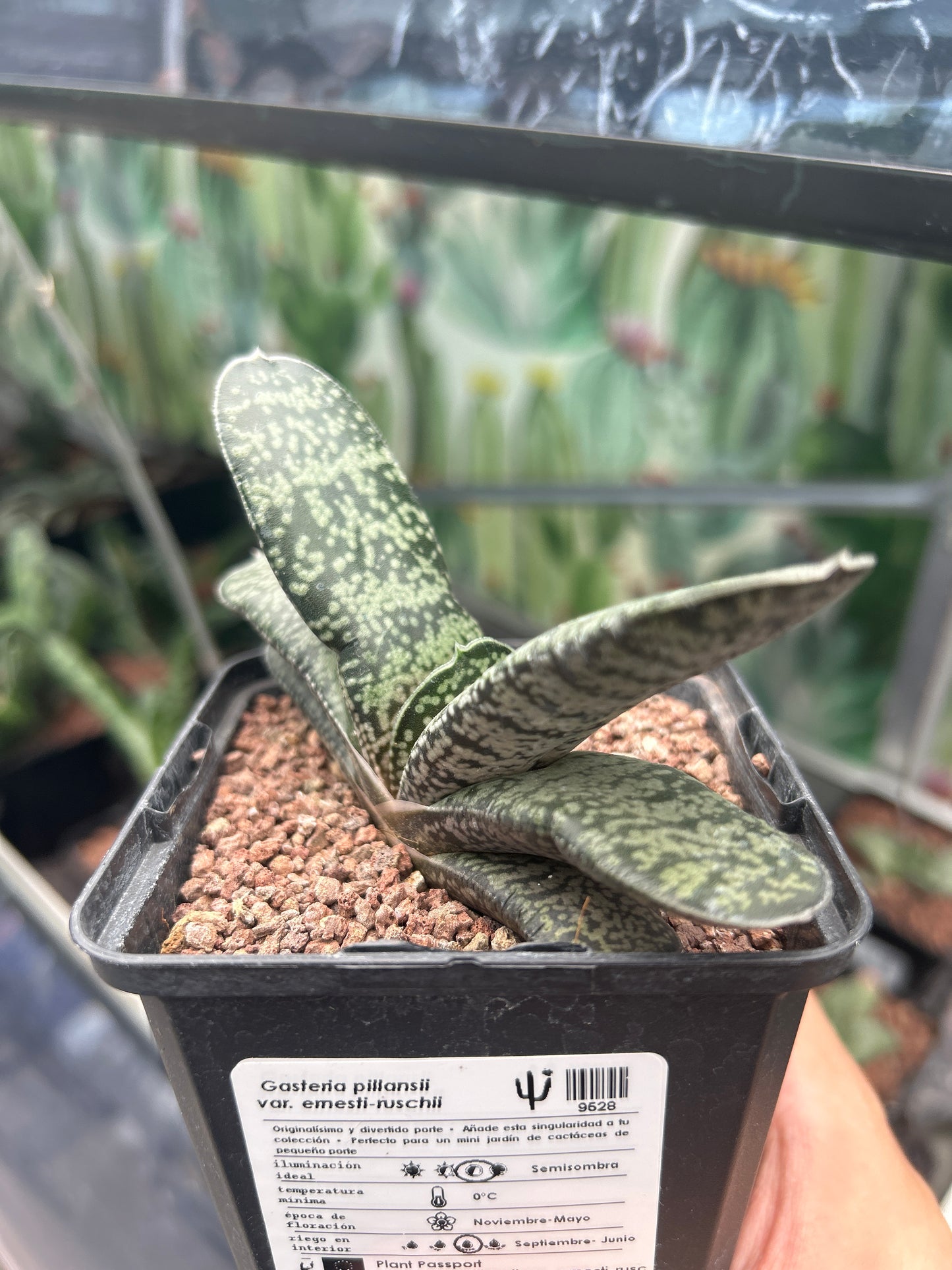 Gasteria pillansii var. ernesti-ruschii