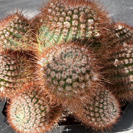Notocactus schlosseri | Rubi de Garzón