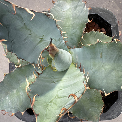 Agave titanota