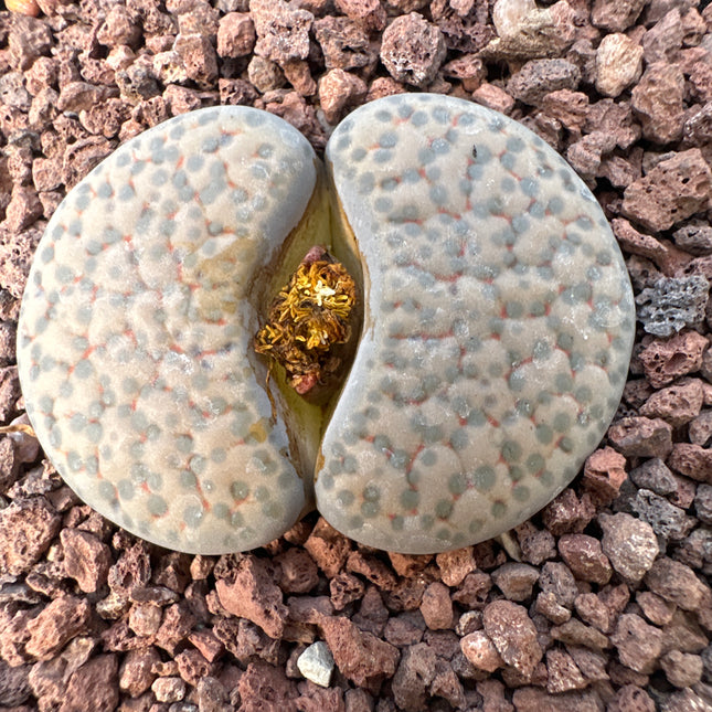 Lithops localis (ex. L. terricolor) C253