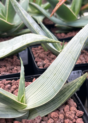 Aloe karasbergensis